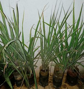 Beautiful 3 Plants For ₹100