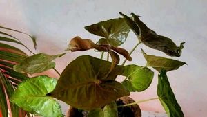 Set 2 Neverneve Andarrowhead vine Plants