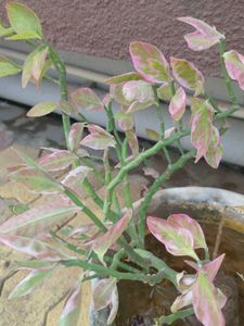 Combo Water Lily + 3 Plant Free