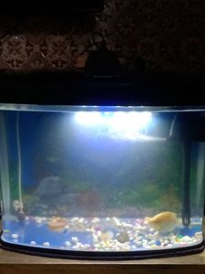 Aquarium - Perfect for Fish!