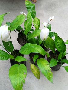 Five Peace Lily
