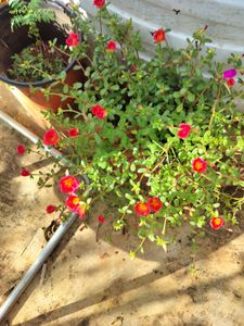 Flower Plant
