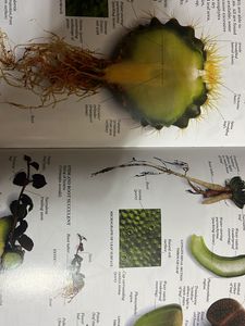 DK Ultimate Visual Dictionary