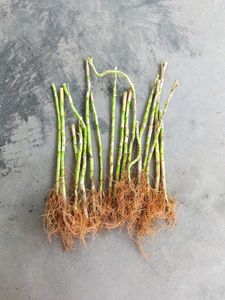 17 Sticks Lucky Bamboo