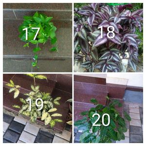 you can select 10 Live root plants