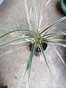 Mix Plants