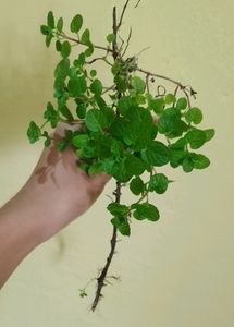 Pilea Creeping Charlie