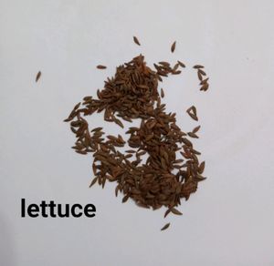 Combo Seeds Capsicum, Tomato,Kale&amp;Lettuce