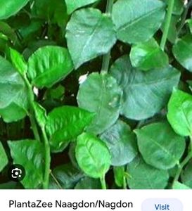 Naag Don Plant Cuttings