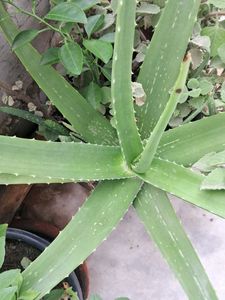 AloeVera Stem