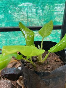 Indor Plant + Free Plan