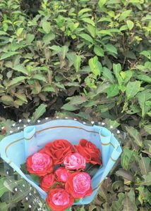 Beautyfull Folowars Bouquet 💐