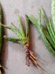 Aloevera Plant