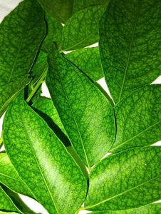 🌿 Fresh Organic Curry Leaves