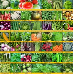 Winter Season Vegetables Seeds Kit 16 type seed