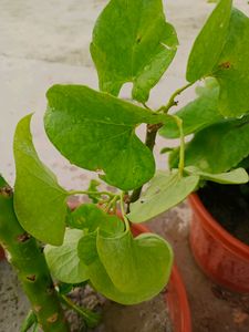 5 Giloy Stem,15 Cmगिलोय/गुच्चबेल herbal Plant/Medicine Use For Kada .5 Stems Of Giloy