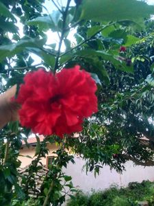 Red Hibiscus Plant