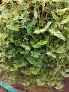 Turtle Wine Plant