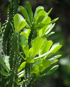 Euphorbia Neriifolia (Indian Spurge)