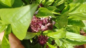 थाई बेसिल (Thai Basil / Ocimum basilicum