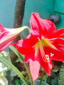Lily Plant Live