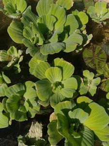 Water Lettuce/Pistiya Live Plants