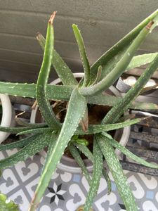 Aloe Vera Used For Cosmetic And Oral Use