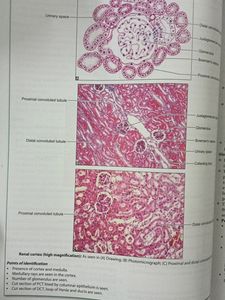 Human histology By Inderbir Singh