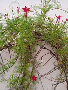 Tarulata  Plant Or Seeds