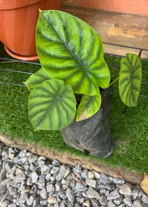 Same alocasia green shield