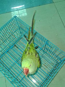 Blue Bird Cage