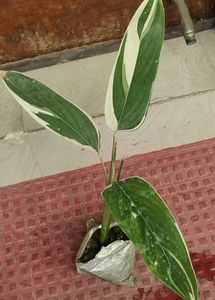 Set 2 Neverneve Andarrowhead vine Plants