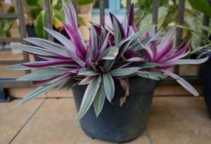 Rhoe Plant Live 🤩🤩