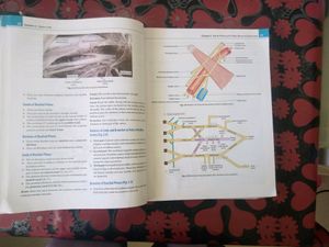 Anatomy Book