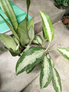 Indoor Plant Duo offer