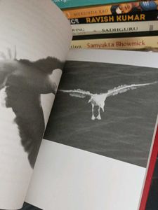 Dear Stranger &amp; Jonathan Livingston