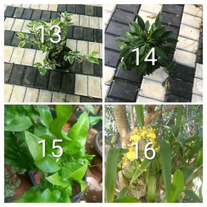 you can select 10 Live Root plants