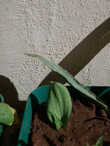 3 Varieties Of Snake Plant Or Senseveria