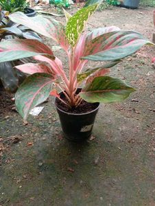 Aglaonema Plant