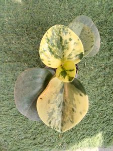 Assorted Indoor and outdoor Plants