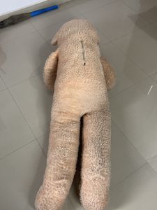 Giant Teddy