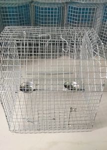 Parrots Cage (Pijara)