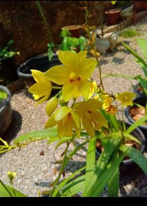 Yellow Ground Orchid🌼🌼🌼