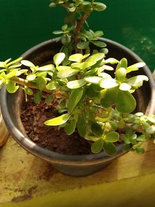 Jade Plant/Kuber Plant