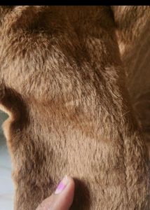Beautiful Bhalu Coat.. Brown Colour Size S,M