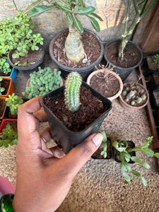 Easter Lily Cactus