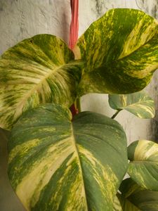 Big Size Leaf Money Plant Cutting