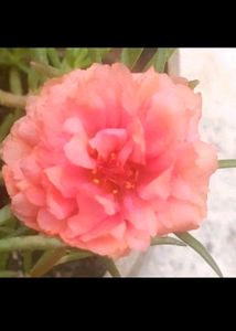 Table Rose🌹💐