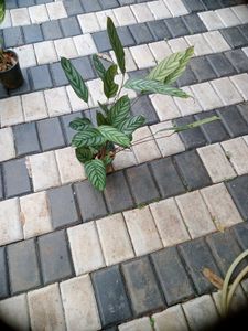 10 Live Root Plants