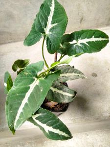 Indoor N Lucky Plants